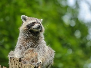 Do Raccoons Eat Japanese Beetles? Benefits, Finding And Eating Them