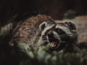 Do Raccoons Eat Other Animals? (Animals That Raccoons Hunt)