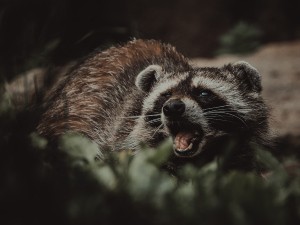 Do Raccoons Eat Raccoons? Are They Cannibals? A Closer Look