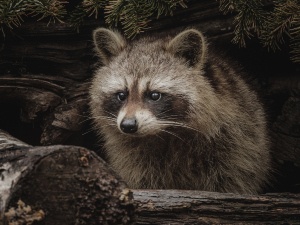 Do Raccoons Eat Roaches? Health benefits, How They’re Caught