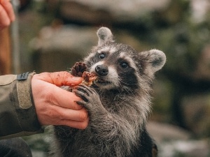 What Time Do Raccoons Eat? (Reasons Why They Eat At This Time)