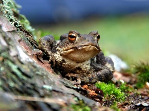 Do Raccoons Eat Toads? How Raccoons Avoid Toad Toxins