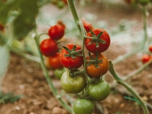 Do Raccoons Eat Tomatoes? Telltale Signs, How to Stop Them