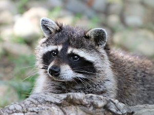 Do Raccoons Eat Termites? Surprising Termite Health Benefits