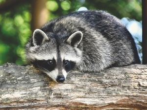 Do Raccoons Eat Ticks? How Raccoons Find Them