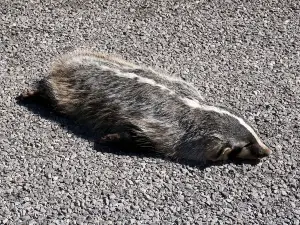 Do Raccoons Eat Roadkill? (How Raccoons Are Made To Eat It)