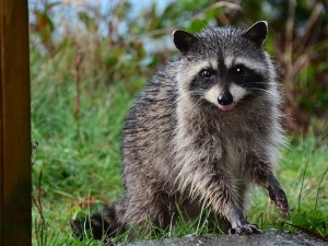 Do Raccoons Eat Humans? Why They Fear Us, Why They Attack