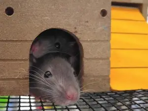 How To Tell If A Pet Rat Likes You, (13 Signs To Look For)