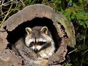 Where Do Raccoons Sleep, (10 Places To Find Them)