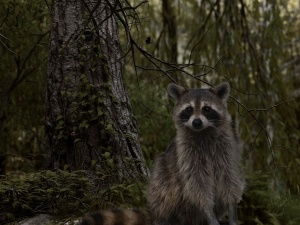 Raccoon In Backyard At Night, (What Attracts Them, Will They Attack, Getting Rid Of Them)