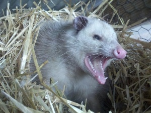 Where Do Possums Nest? (10 Places To Find Them)