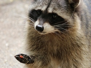 Toxic Food For Raccoons (5 Foods That Make Raccoons Sick)