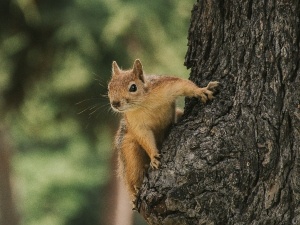 Can A Squirrel Survive With A Broken Leg? (When The Break Is Fatal + When It’s Not) 