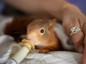 Why Does My Baby Squirrel Have Diarrhea? (4 Reasons Why + Solutions)