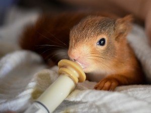 Baby Squirrel Gasping For Air (Aspirating, Or Something Else?)
