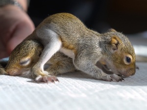Baby Squirrel Pneumonia Treatment (4 Treatment Options)