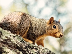 Why Did My Squirrel Suddenly Die? (4 Common Reasons)