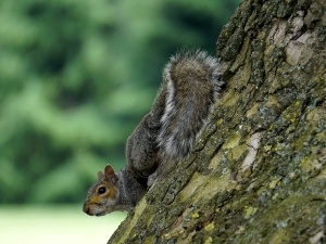How To Train A Squirrel To Not Bite (3 Things To Do)