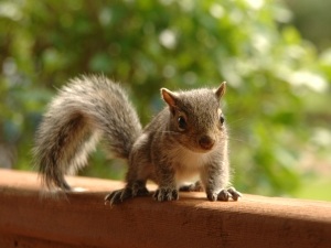 Baby Squirrel Has Diarrhea (3 Reasons Why + What To Do)