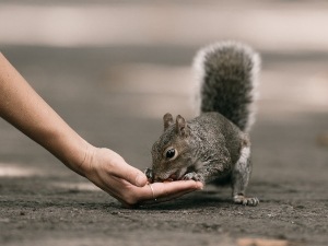 How To Save A Squirrel From Dying (5 Causes Of Death +How To Save The Squirrel)