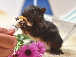 How To Stop Diarrhea In Baby Squirrels (4 Ways To Stop Diarrhea)