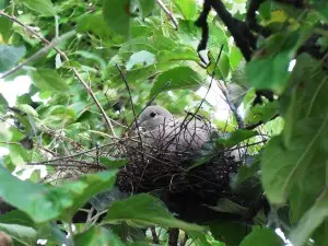 Why Are Pigeon Nests So Bad? (3 Reasons Why + How To Get Rid Of The Nest)