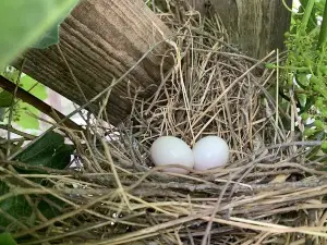 How To Get Rid Of A Pigeon Nest With Eggs (How To + Legalities + Precautions)