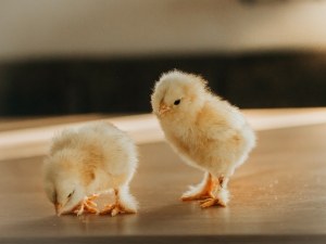 2 Day Old Chick Is Gasping (4 Solutions)