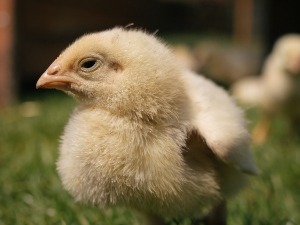 Turkey Chick Vs Chicken Chick (6 Big Differences)