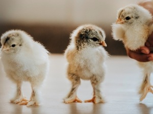 Baby Chick Losing Weight (3 Reasons Why + What To Do)