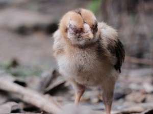 Baby Chick Leaning To One Side (3 Reasons Why + What To Do)