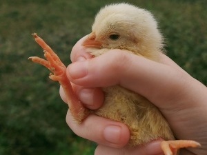 Baby Chick Won’t Put Weight On Leg (2 Reasons Why + What To Do)