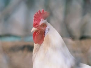 Chicken Making Weird Neck Movements (2 Reasons Why + What To Do)