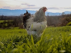 Why Is My Chicken Not Gaining Weight (4 Reasons Why + Solutions)