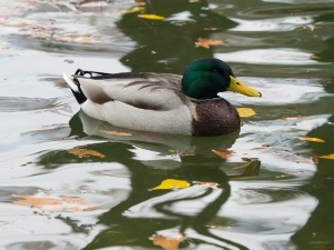 Duck Raspy Breathing (2 Reasons Why + What To Do)