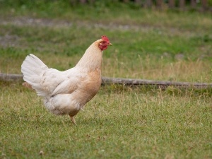 How To Stop A Chicken From Choking (4 Solutions)