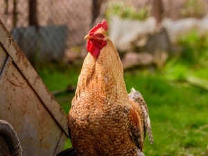 How To Tell If Your Chicken Is Choking (4 Signs + What To Do)