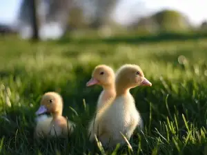 How Do Ducks Know Their Babies? (A Quick Guide)