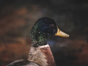 Abnormal Duck Behavior (4 Weird Duck Behaviors)