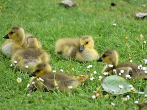 Do Ducks Hide Their Babies? (2 Ways Ducks Do This)