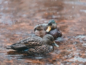How To Communicate With Ducks (5 Ways To Do This)