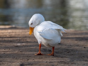 Why Do Ducks Bite Your Feet? (2 Reasons Why + What To Do)