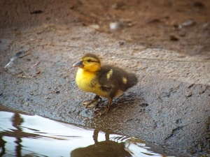 How Do Mother Ducks Protect Their Young (5 Creative Ways)