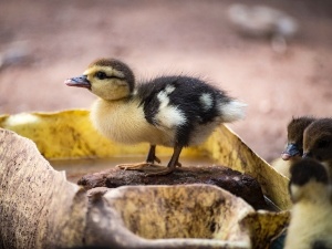 Duckling Keeps Getting Stuck On Back (4 Reasons Why + What To Do)