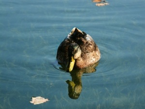 Duck Has Mucus Coming Out Of Mouth (1 Reason Why + What To Do)