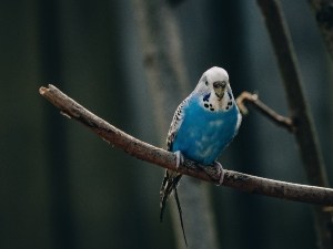Budgie Cere Hypertrophy (3 Reasons Why + What To Do)