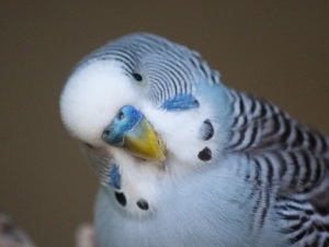 Why Is My Budgie’s Tail Shivering? (4 Reasons Why + What To Do)