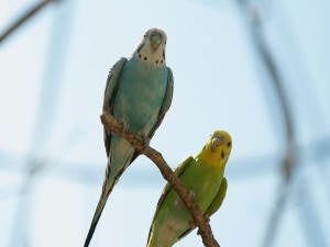 Why Are My Female Budgies Fighting? (3 Reasons Why + What To Do)