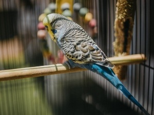 Why Is My New Budgie Always Sleeping? (2 Reasons Why + What To Do)
