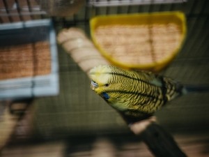 Why Does My Budgie Chirp When I Talk? (1 Reason Why + What To Do)